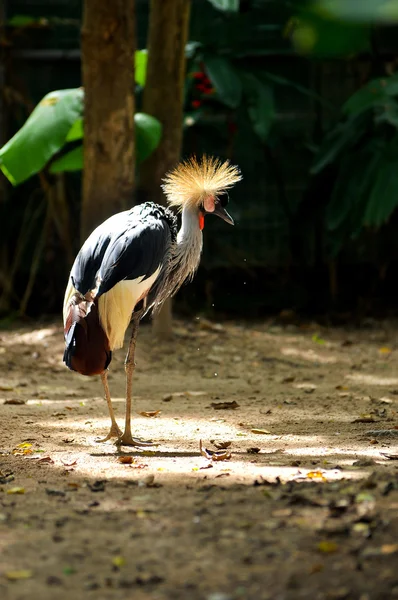 Gekroonde kraan — Stockfoto