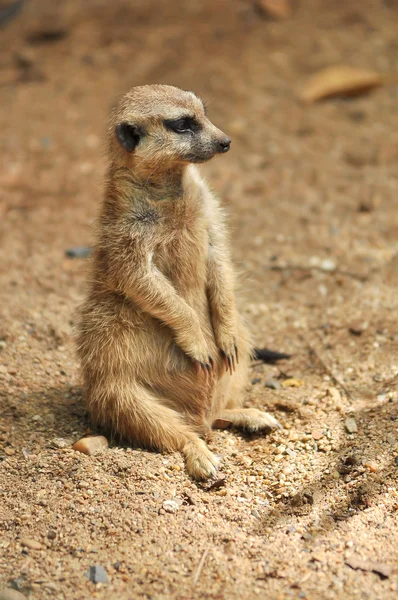 Meerkat — Foto Stock