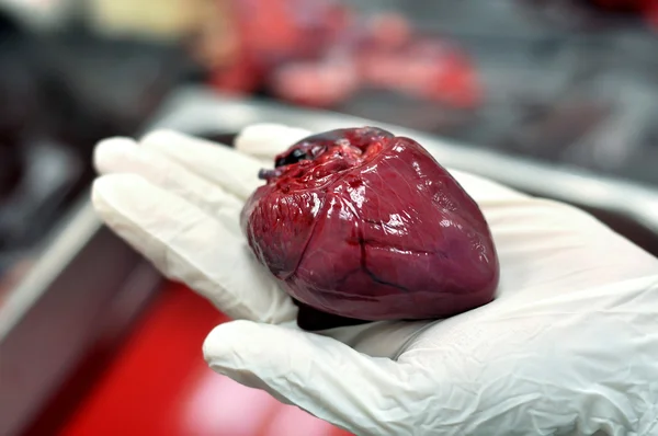 Heart organ of wallaby — Stock Photo, Image