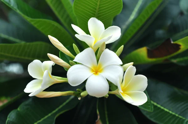 White Plumeria Stock Photo