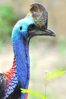 Cassowary