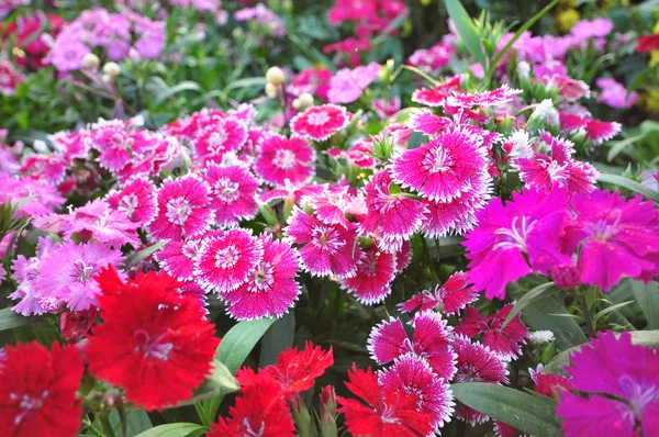 Dianthus — Stock Photo, Image