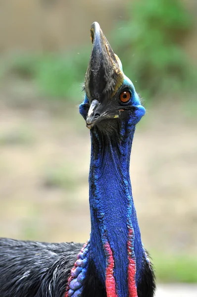 Cassowary — Stock Photo, Image