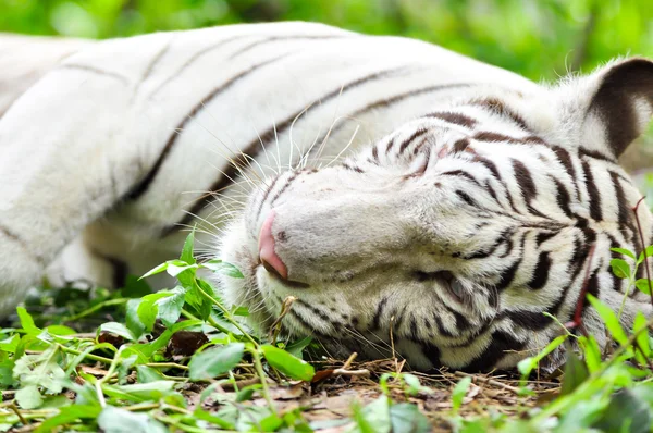 Witte Bengaalse tijger — Stockfoto