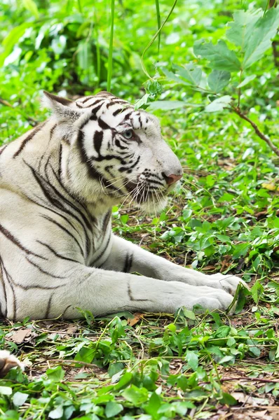 Witte Bengaalse tijger — Stockfoto