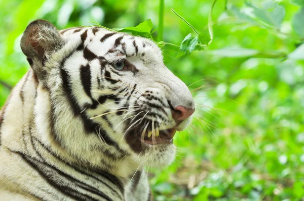 White bengal tiger — Stock Photo, Image