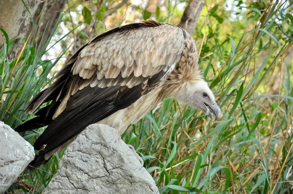 Vulture — Stock Photo, Image