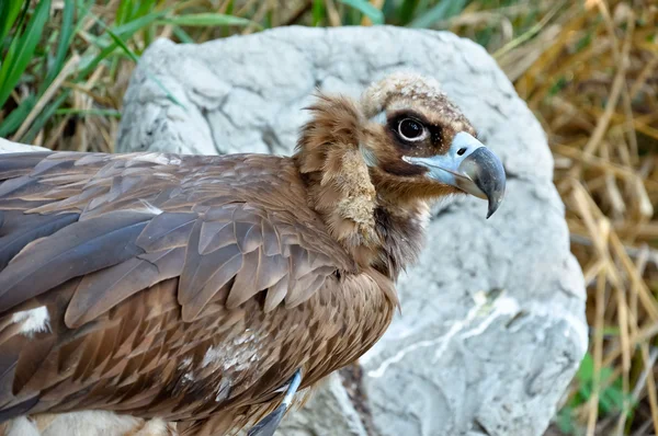 Black Vulture — Stock Photo, Image