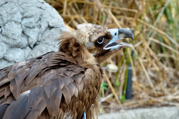 Black Vulture — Stock Photo, Image