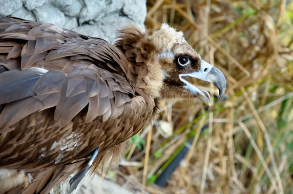 Black Vulture — Stock Photo, Image