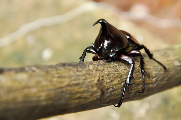 Escarabajo rinoceronte — Foto de Stock