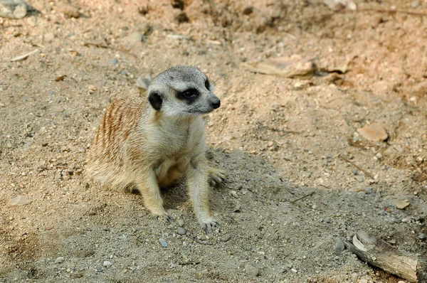 Meerkat — стокове фото