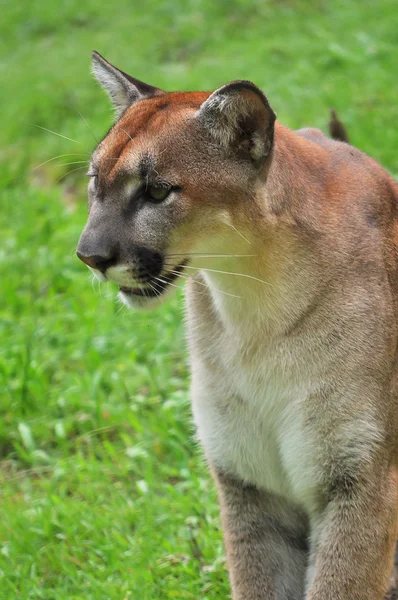 Cougar yeşil backgrond — Stok fotoğraf