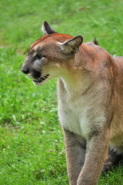 Cougar på grønt bakverk – stockfoto