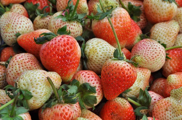 Verse aardbeien — Stockfoto