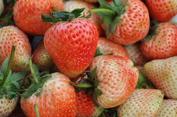 Verse aardbeien — Stockfoto