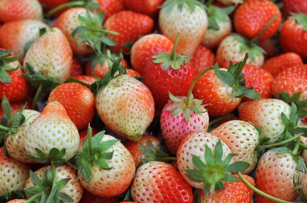 Verse aardbeien — Stockfoto