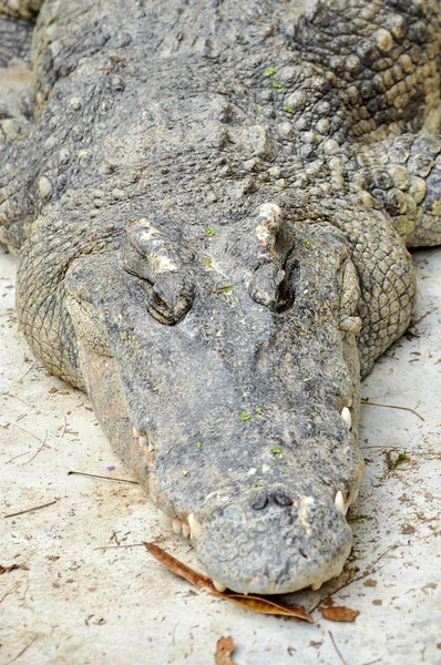 Siamese crocodile — Stock Photo, Image