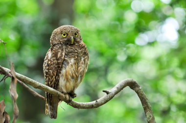Asya çubuklu owlet