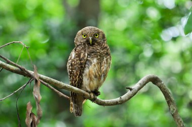 Asya çubuklu owlet