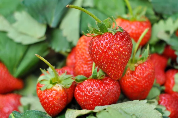 Frische Erdbeere — Stockfoto