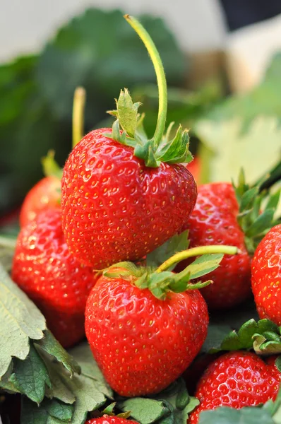 Verse aardbeien — Stockfoto