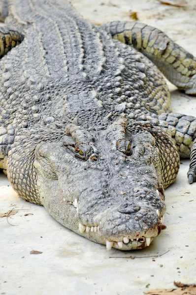 Crocodilo siamês — Fotografia de Stock