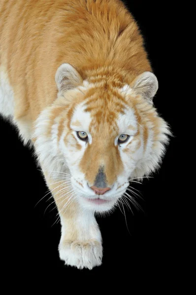 Gouden tabby tijger — Stockfoto