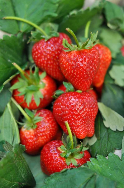 Verse aardbeien — Stockfoto