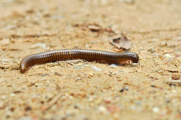 Duizendpoot — Stockfoto