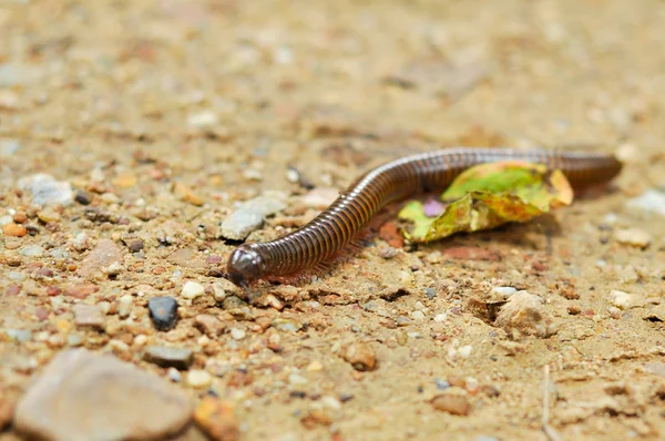 Millipede — стокове фото