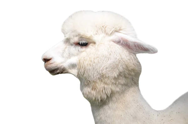 알파 카  