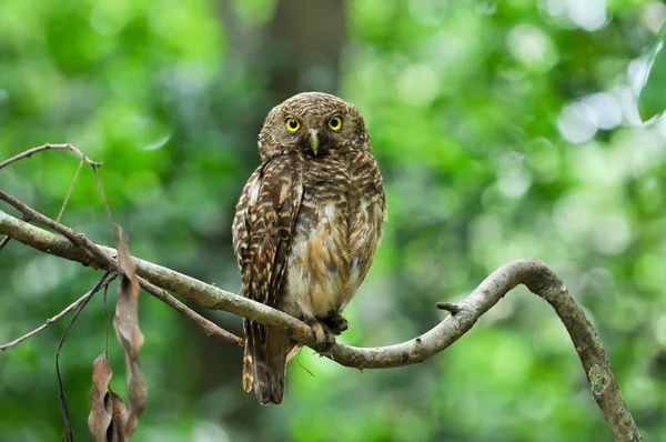 Aziatische verjaard owlet — Stockfoto