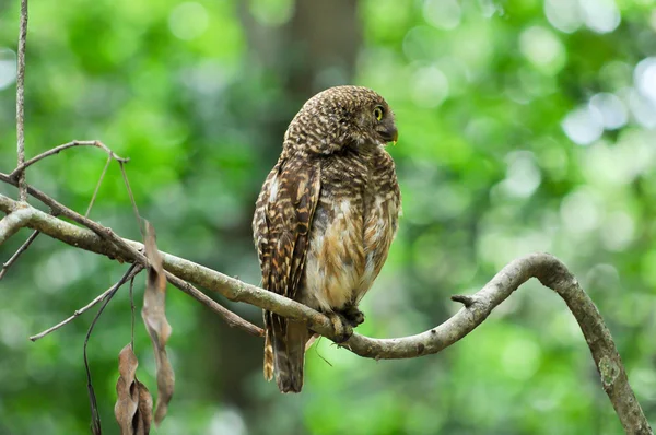 Aziatische verjaard owlet — Stockfoto