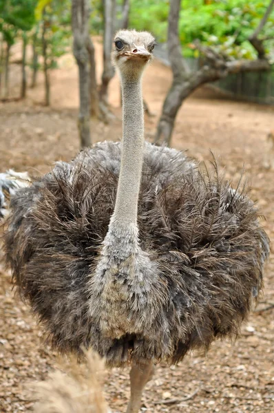 Ostrich — Stock Photo, Image