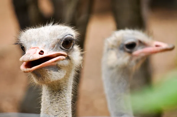 Ostrich — Stock Photo, Image