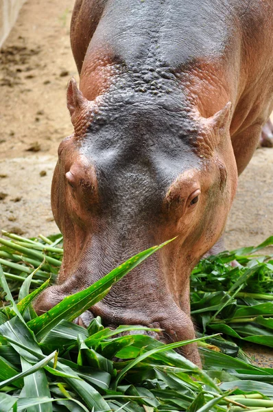 Flodhäst eatting — Stockfoto