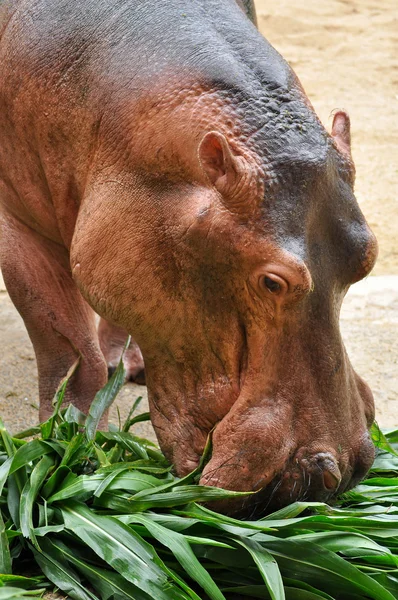 Flodhäst eatting — Stockfoto