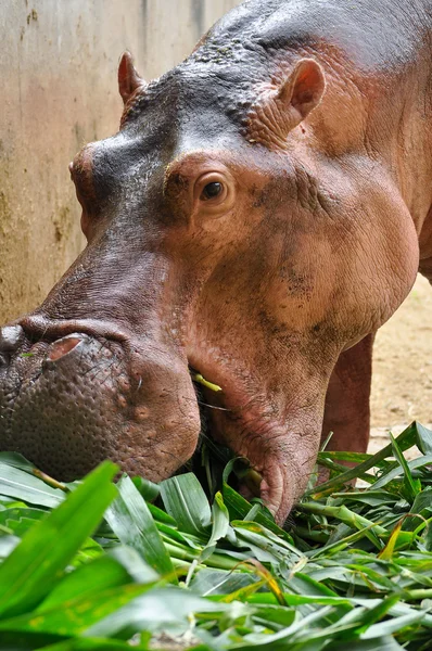 Hippopotamus eatting — Stock Photo, Image