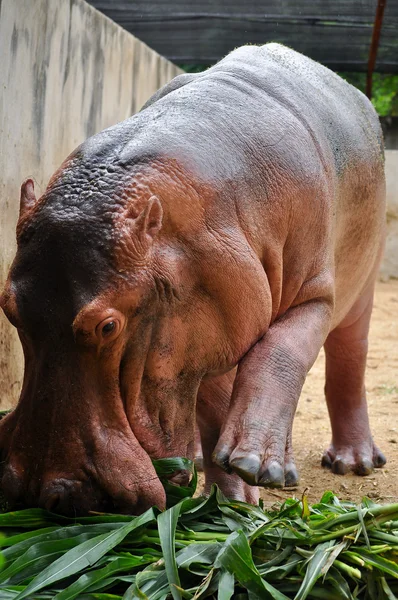 Nijlpaard eatting — Stockfoto