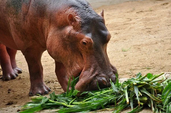 Hippopotamus eatting — Stock Photo, Image