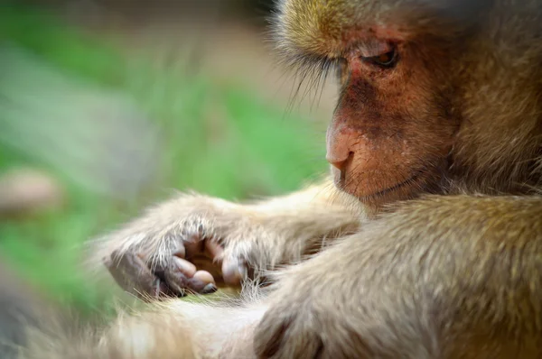 Rhesus macaco — Foto de Stock