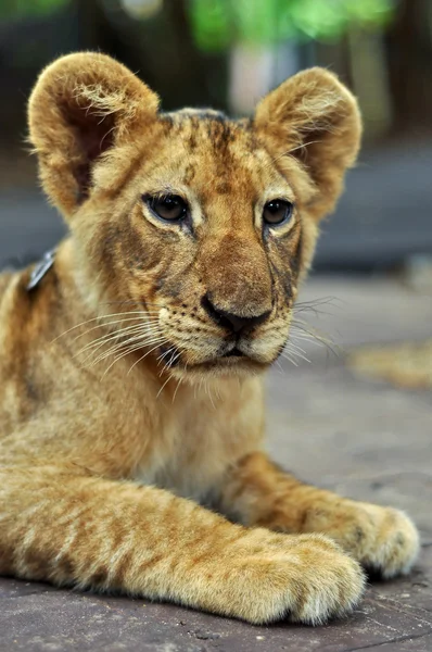 Baby Lion — Stock Photo, Image