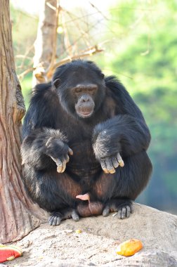 chimpanzee clipart