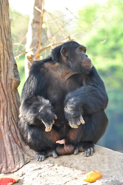 Χιμπατζής. — Φωτογραφία Αρχείου