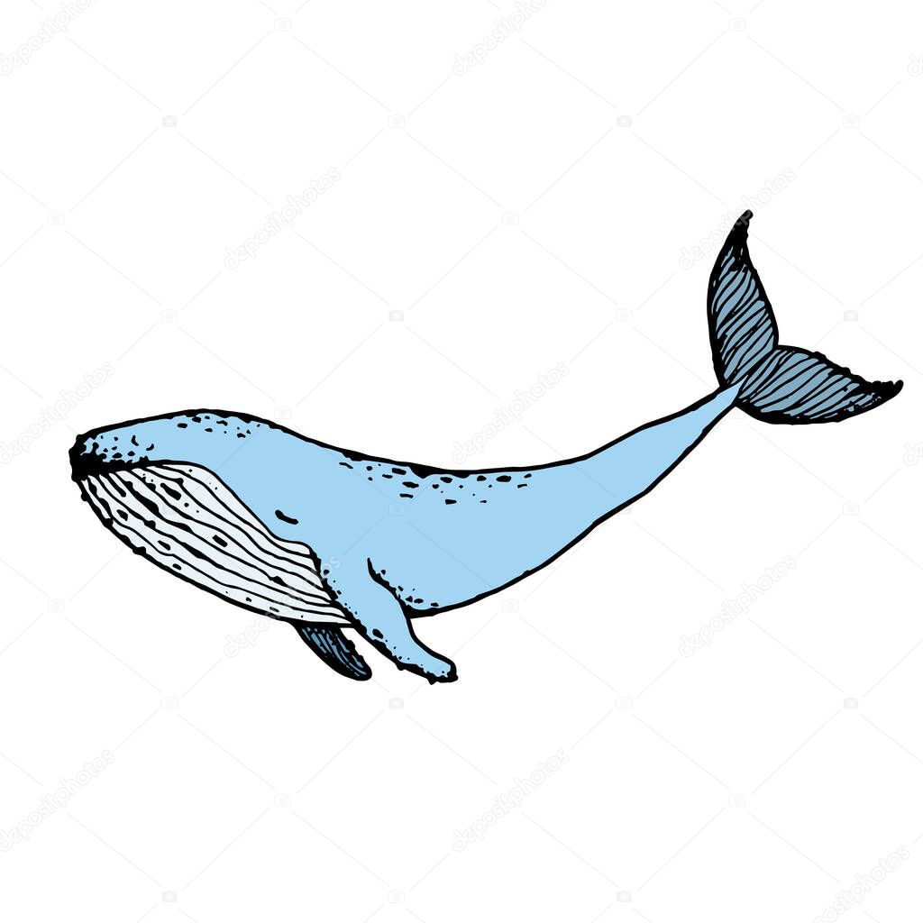 Hand-drawn humpback whale, vector illustration.