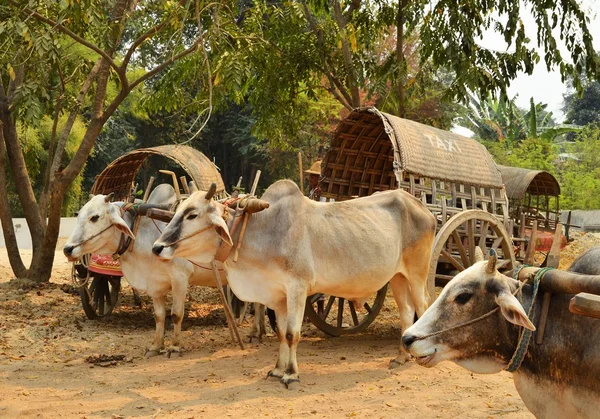 Táxi de carruagem de vaca no Mingun pagode em Mandalay — Fotografia de Stock