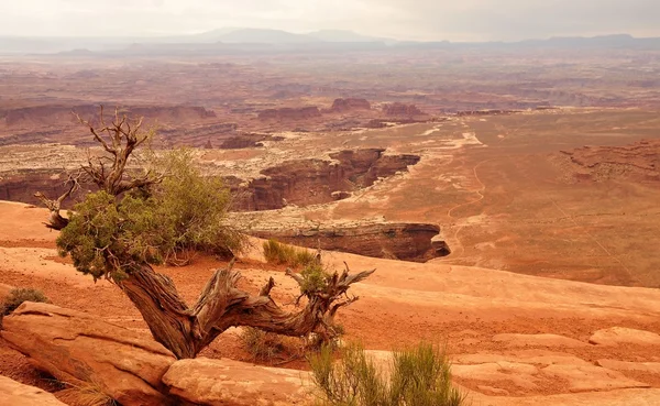 Canyon land National Park — Stock Photo, Image