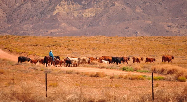Westerse vee met cowboy op paard — Stockfoto
