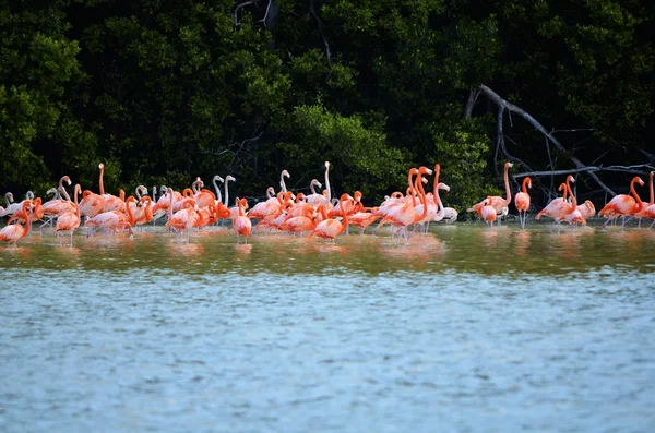 Rózsaszín flamingók Mexikóban — Stock Fotó